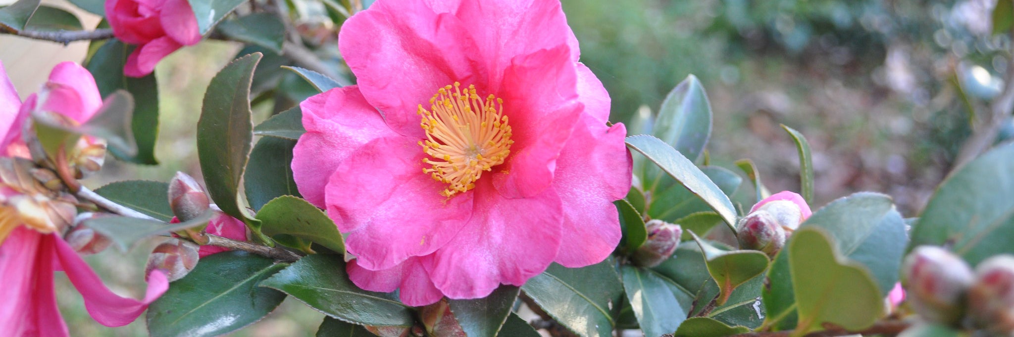 Camellias at Morrill Quad