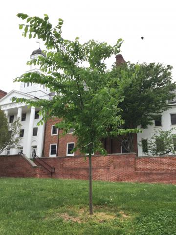 Campus Arboretum Dedicated Tree