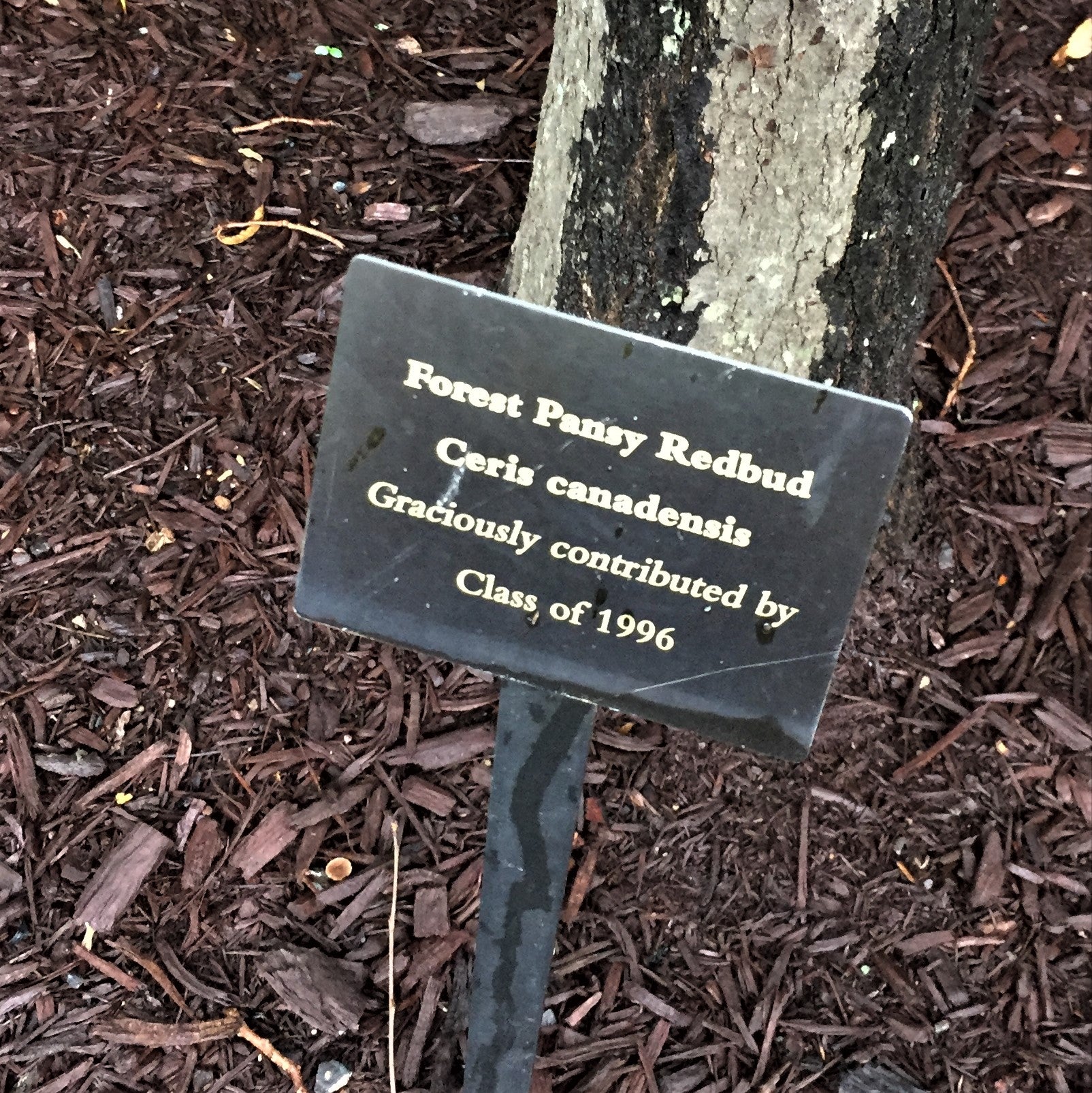Tree Label
