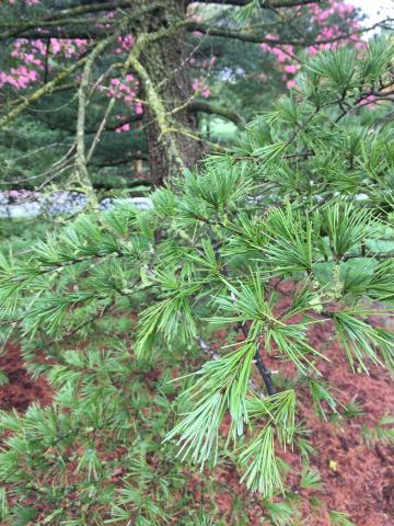 Close up of Deodar Cedar leaves.