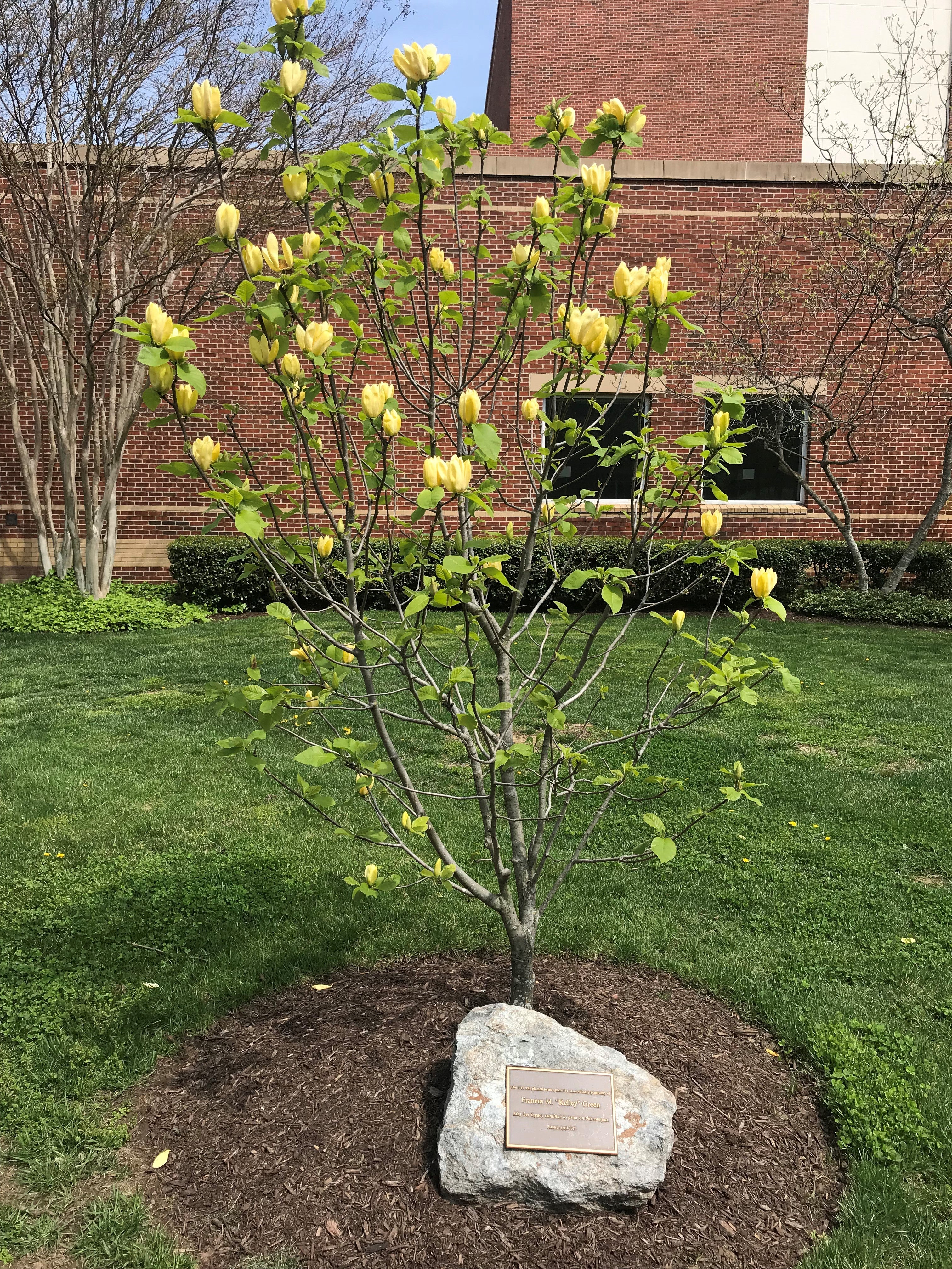 Green's Tree in Bloom