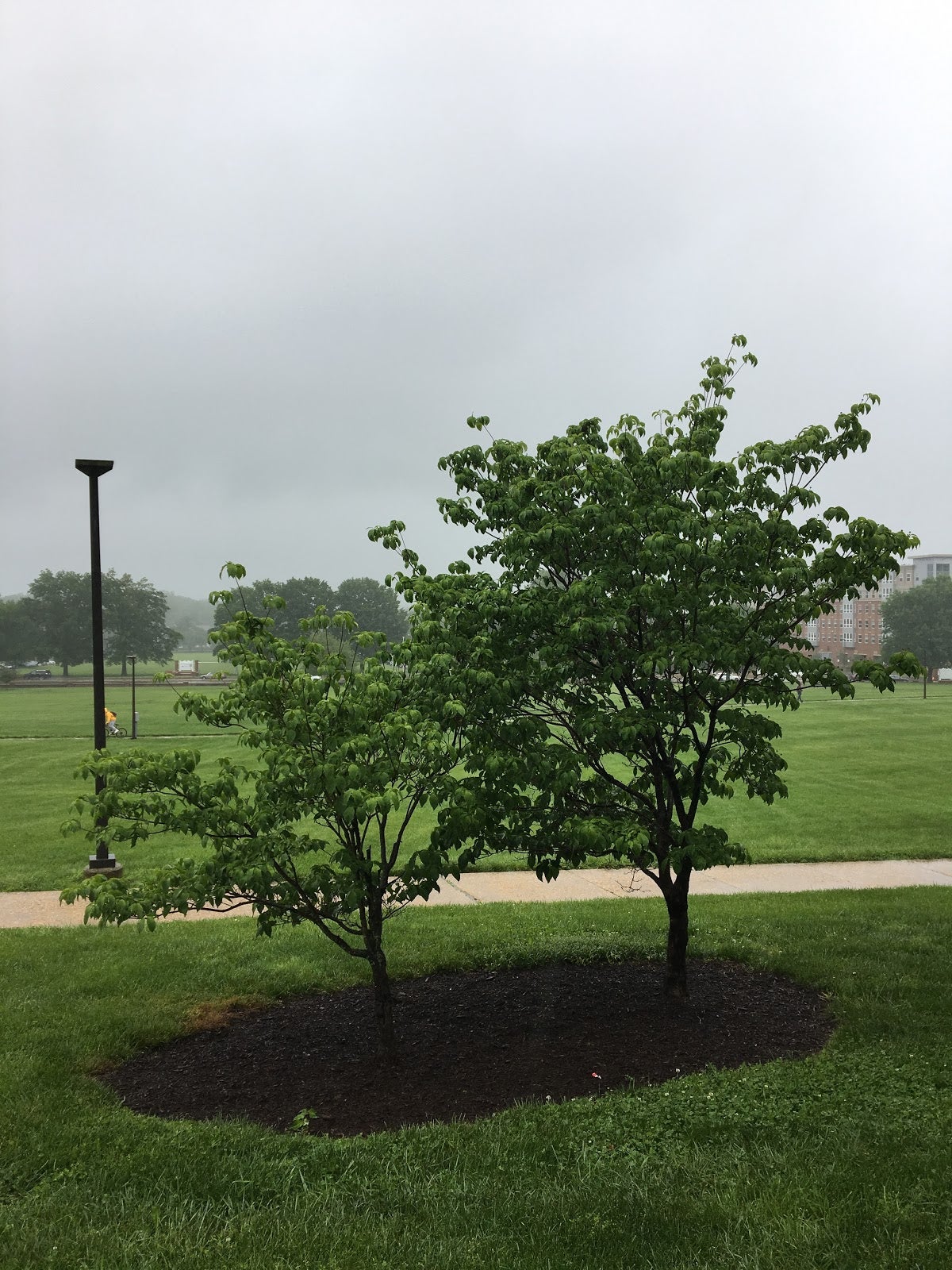 Virginia Tech trees
