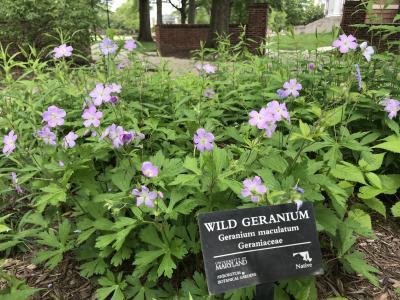Wild geranium - Geranium maculatum