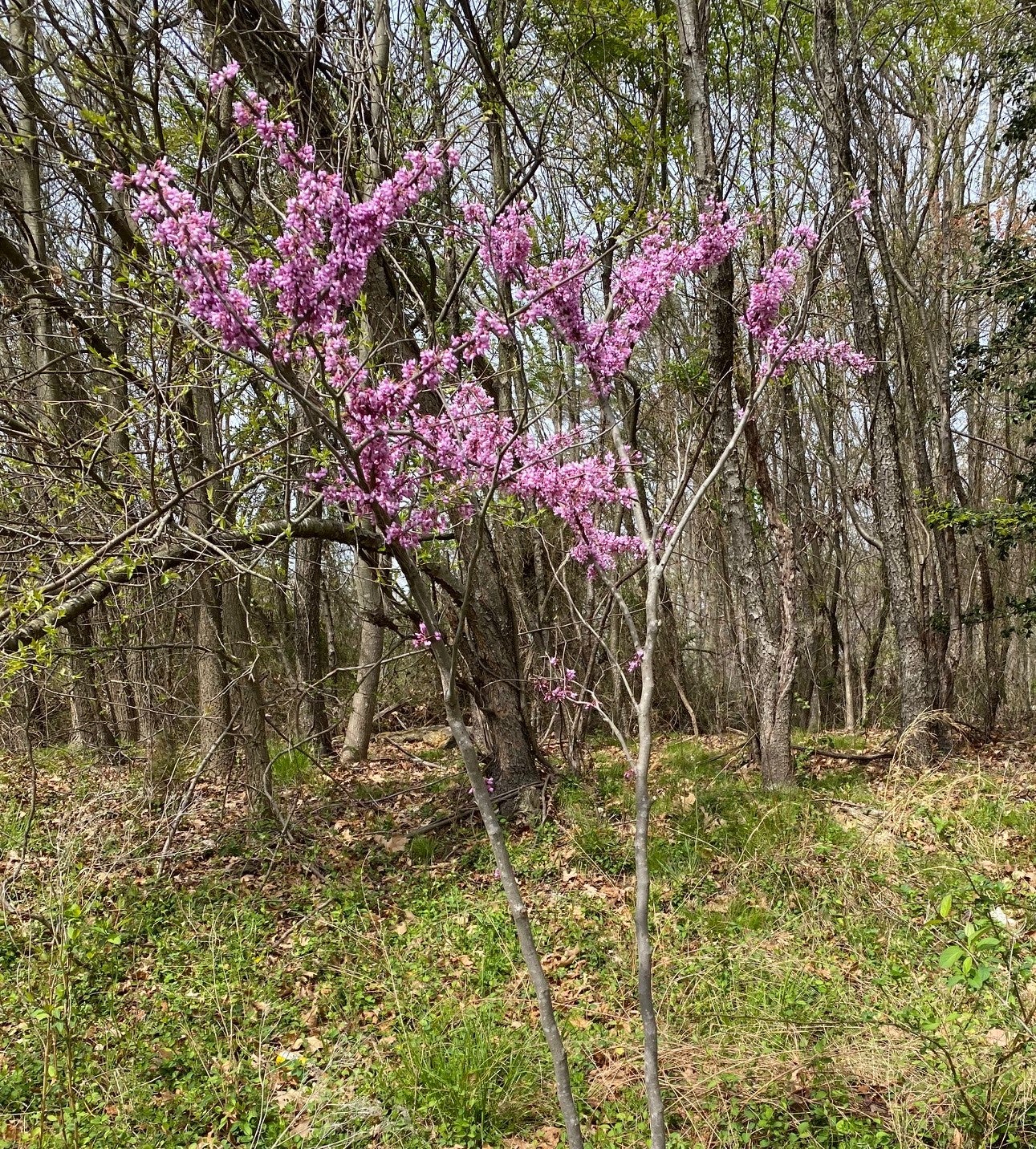 Flowering redbud