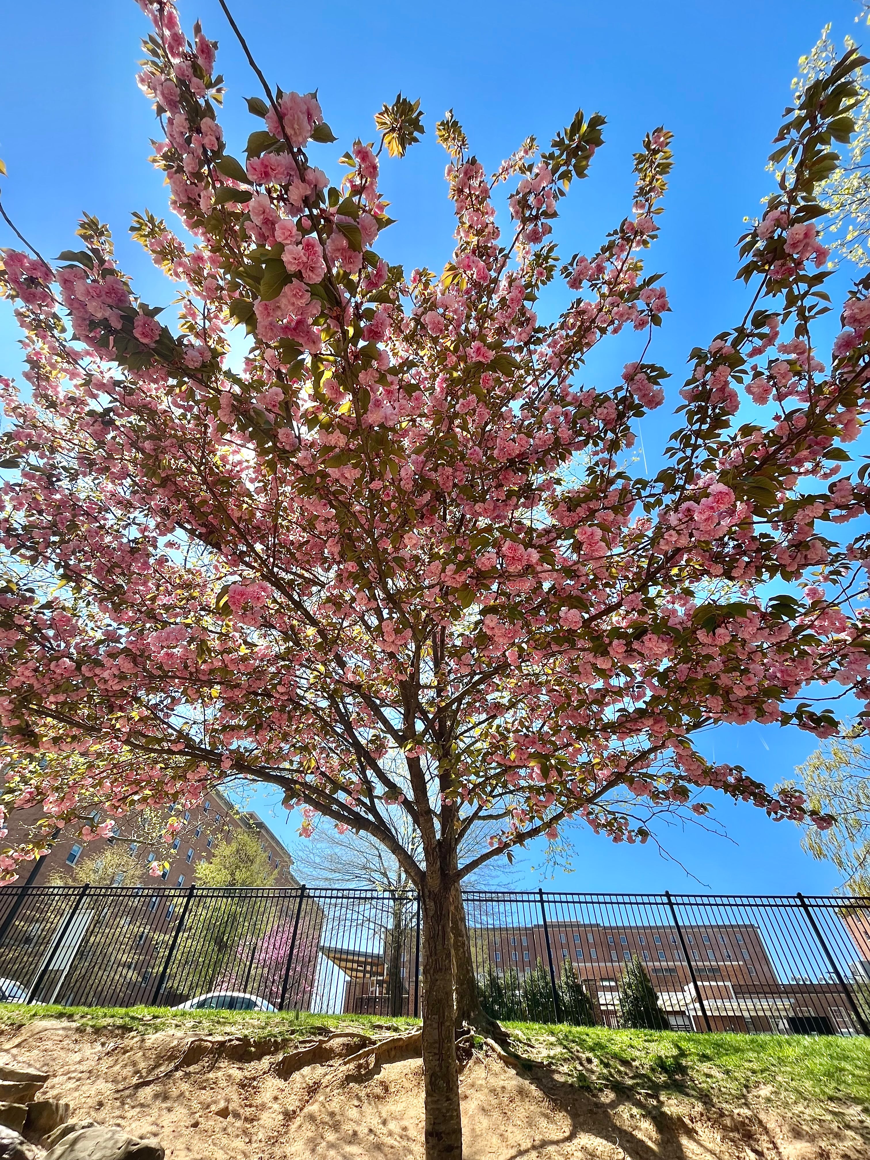 Kwanzan tree in bloom