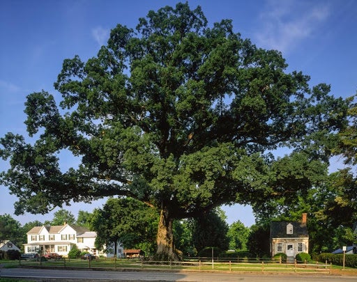 Wye Oak Tree