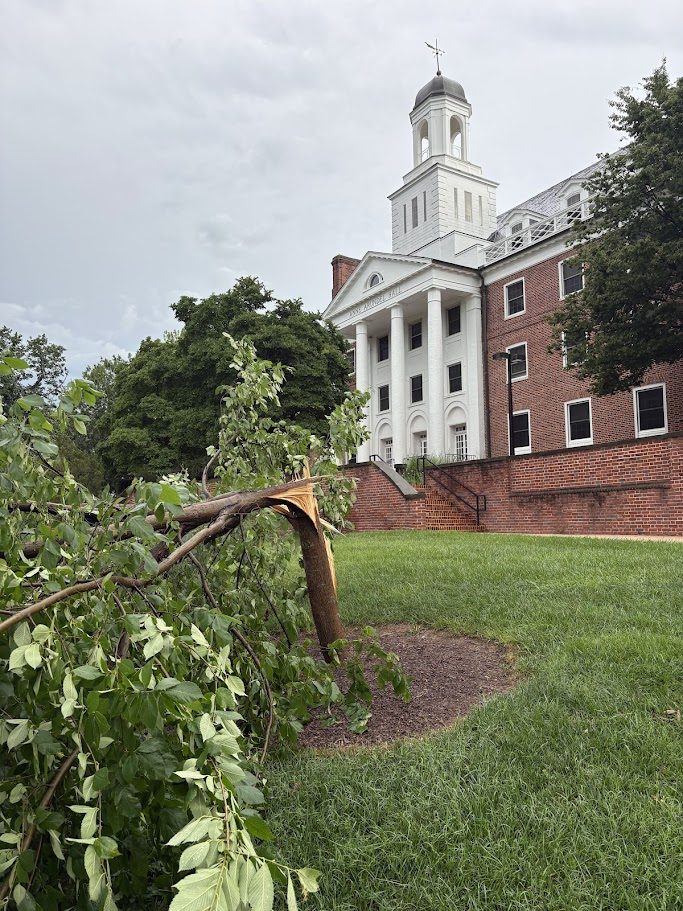 split elm