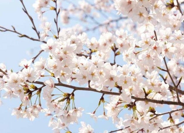 Yoshino cherry blossom