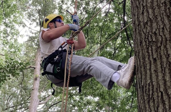 Blake Graham of North Potomac grapples with an oak tree at the Urban Forestry Careers Camp at the University of Maryland College Park in July. (Photo by Timothy B. Wheeler/Chesapeake Bay Journal)