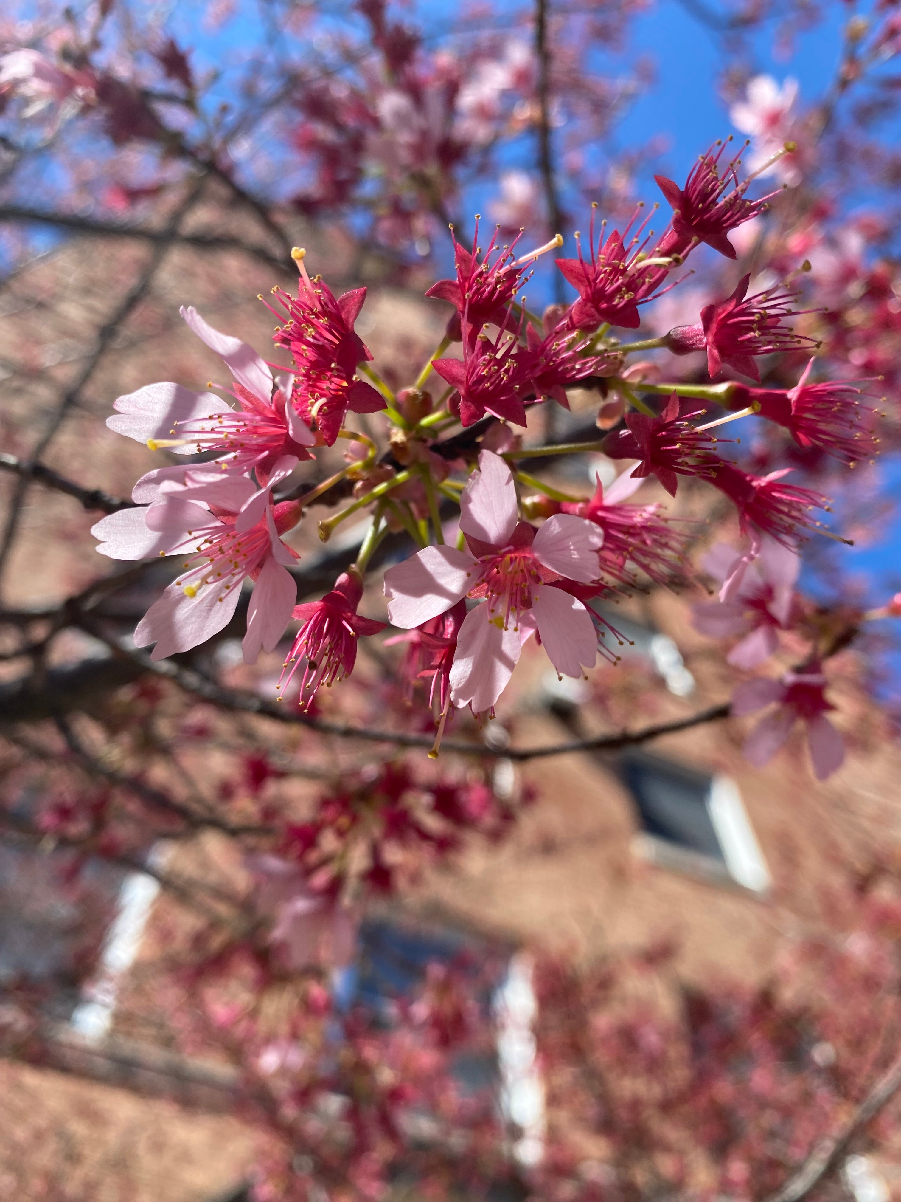 Flower Bloom