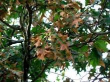 Tree branch  with browning leaves