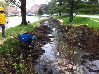 Guliford Run Bioretention Planting