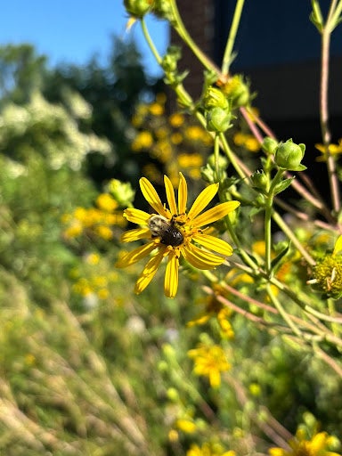Bee on flower