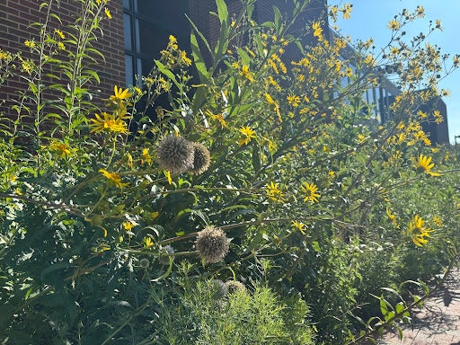 Hummingbird Alley Close Up