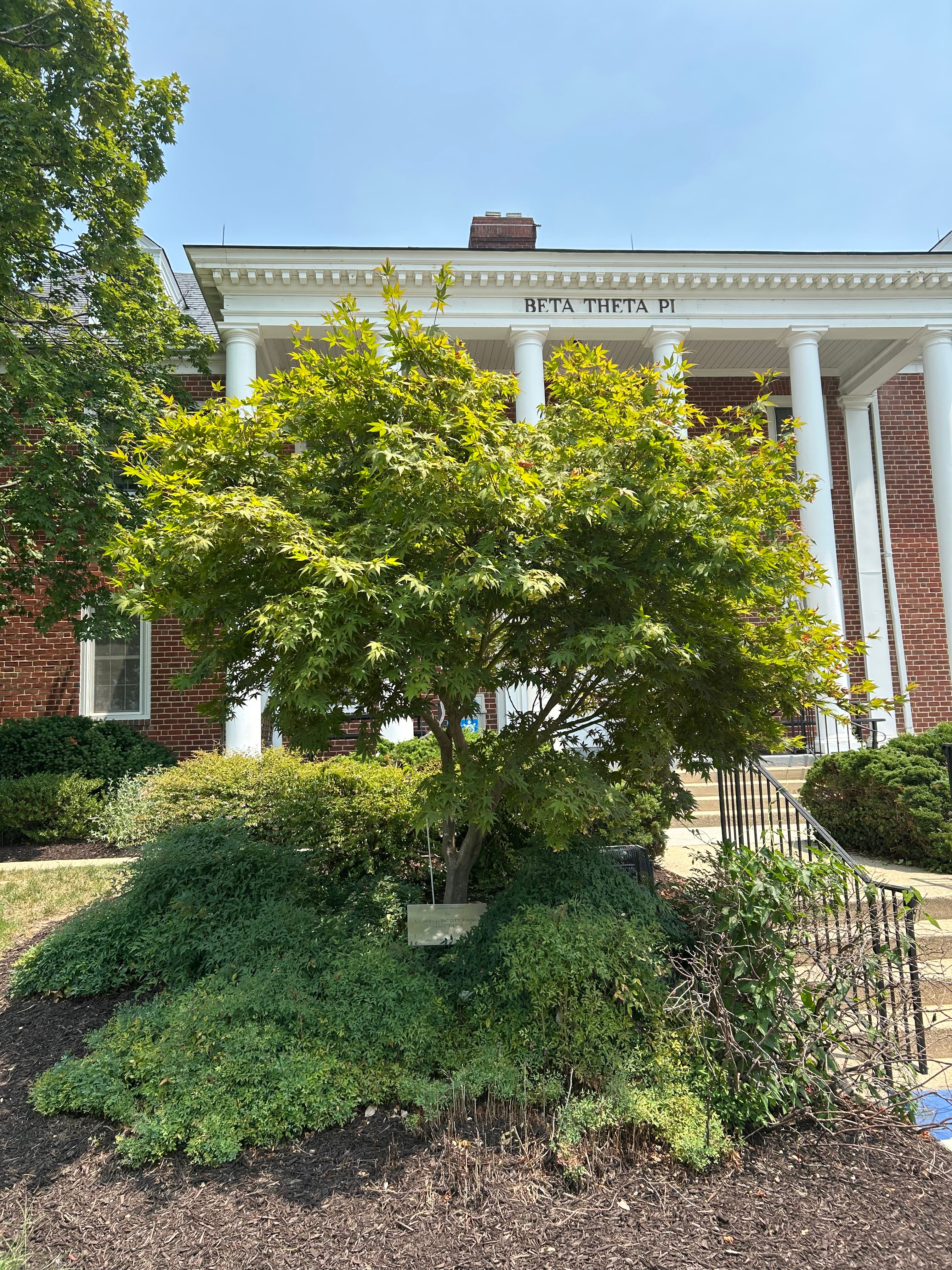 Photo of the tree