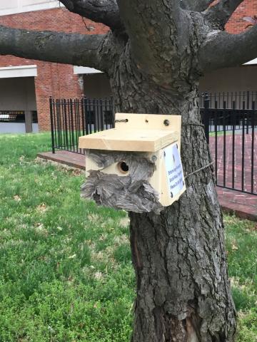 Trap nest box for the spring queens of hornets and yellowjackets