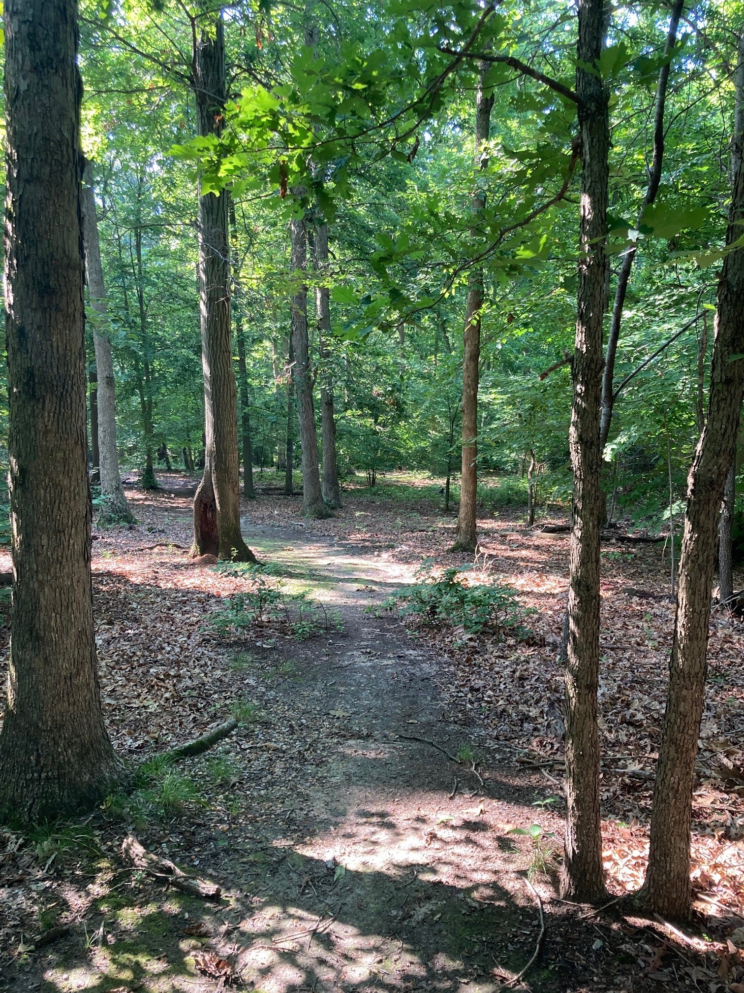 Wooded Hillock Trail