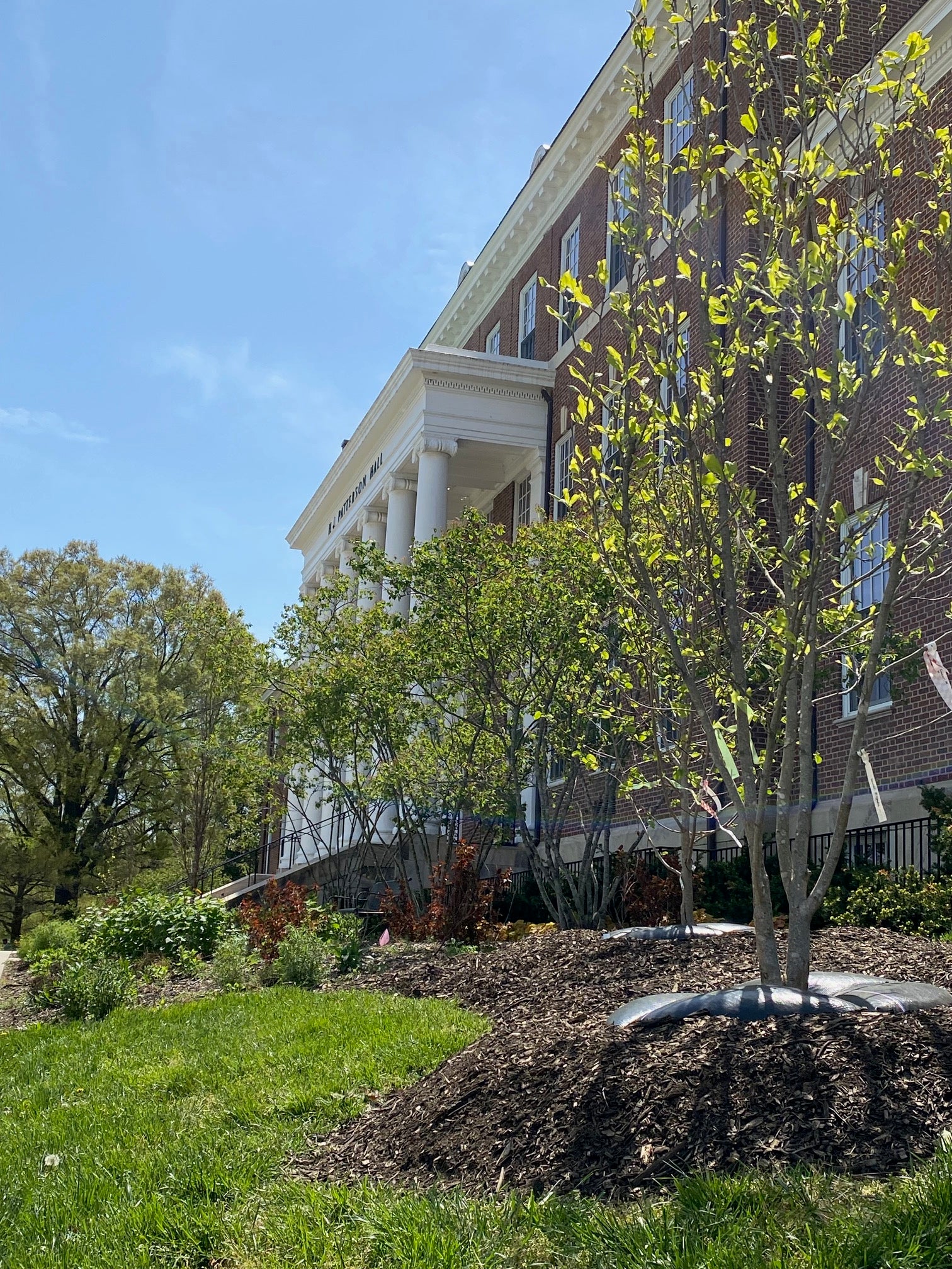 Trees in garden