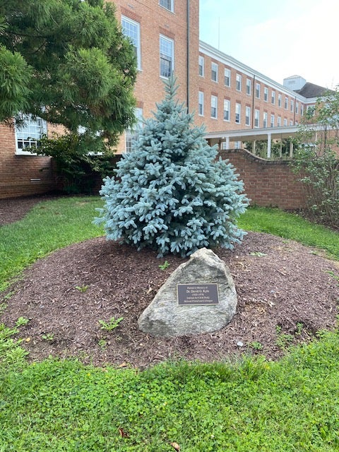 Photo of blue spruce
