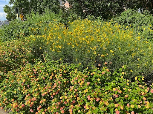 Mowatt Circle Close Up