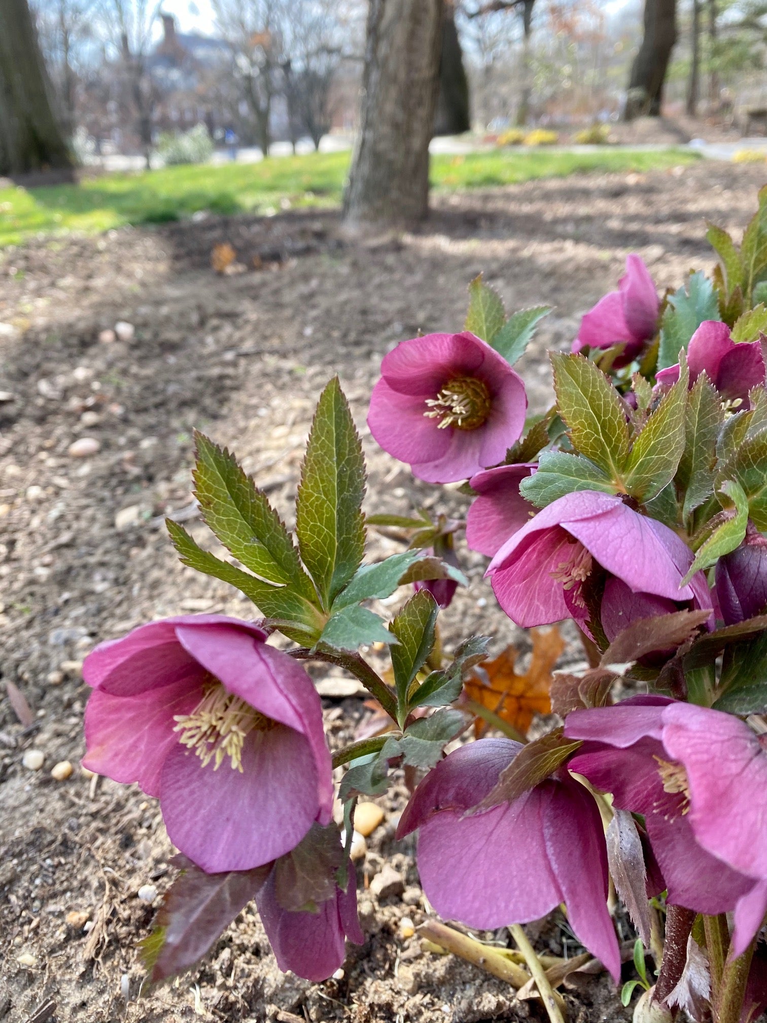 Hellebores