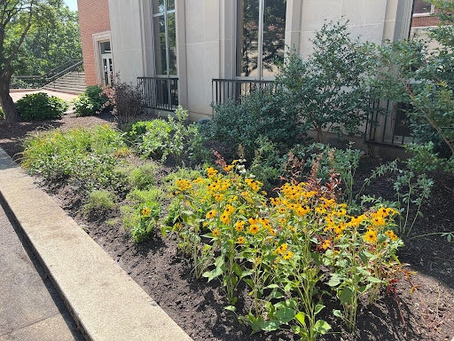 Pollinator Garden Close Up