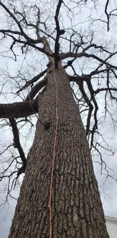 Lighting Protection Cable along tall tree