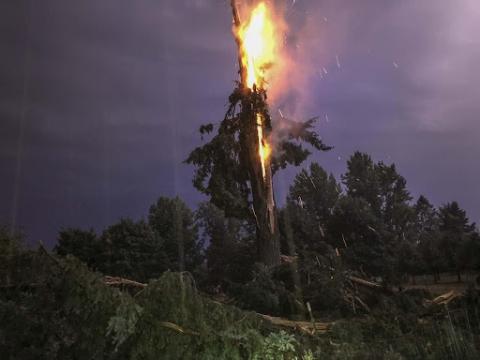 Lighting up Morrill Quad: Tree Lightning Protection | Arboretum ...