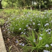 Blue-eyed grass - Sisyrinchium angustifolium