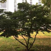 Marlatt Tree