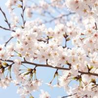 Yoshino cherry blossom