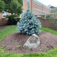 Blue Spruce