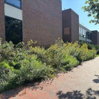 Hummingbird Alley