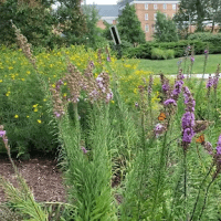 Mowatt Circle with Monarchs