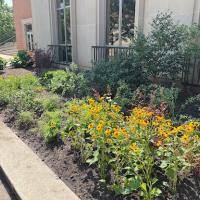 South Campus Dining Hall Pollinator Garden Close Up