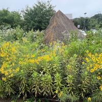 Rycroft Prairie in Summer