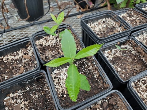 American Chestnut Seedling