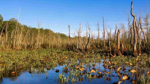 Mattawoman Lilly Pads