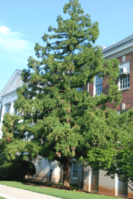 Cryptomeria japonica