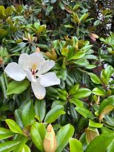 Southern Magnolia