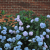 Hydrangea, Hydrangea macrophylla 