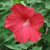 'Lord Baltimore' Hibiscus Red Flower