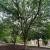 Lacebark elm, <em>Ulmus parvifolia</em>