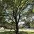 Siberian elm, <em>Ulmus pumila</em>