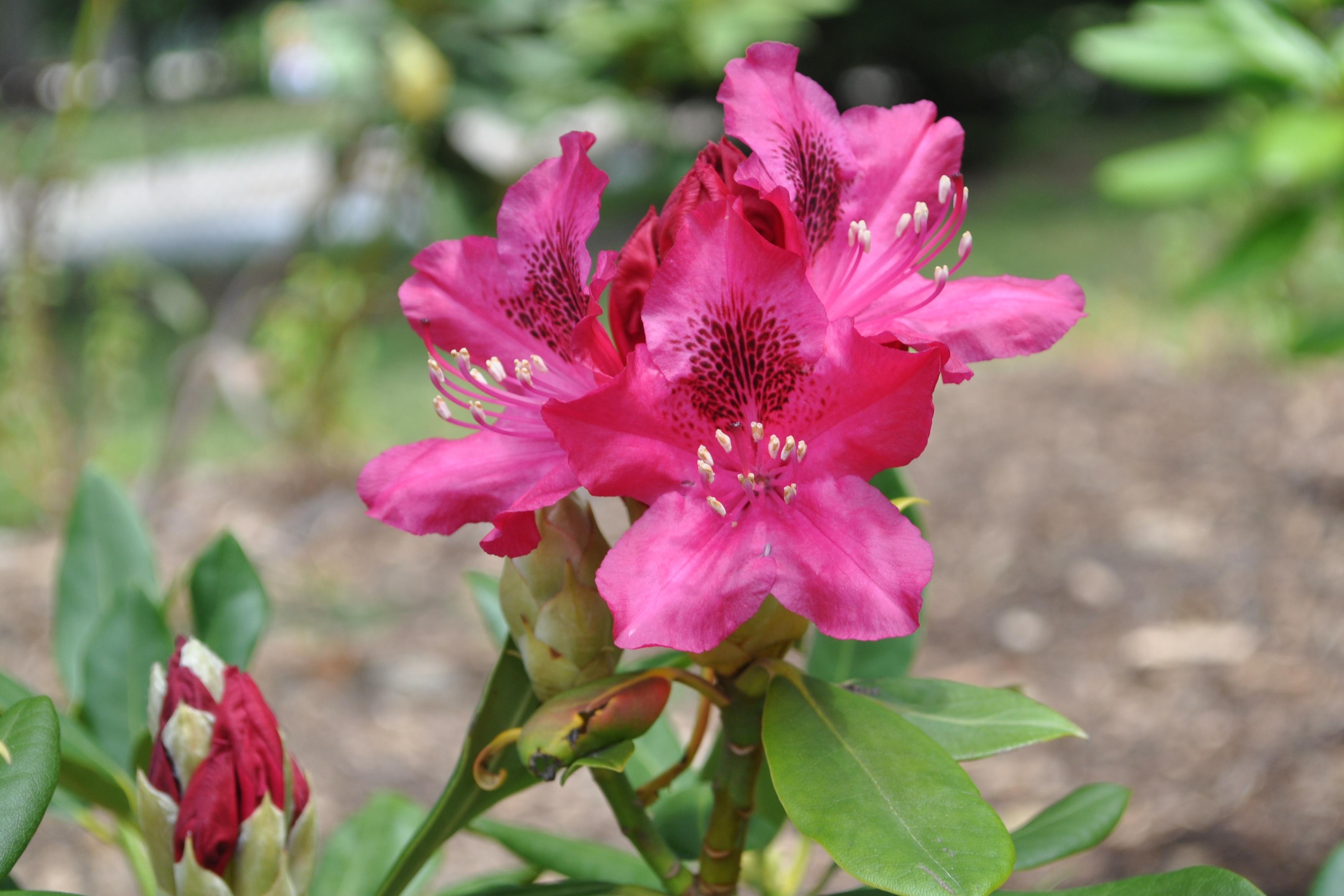 Wooded Hillock  Arboretum Outreach Center