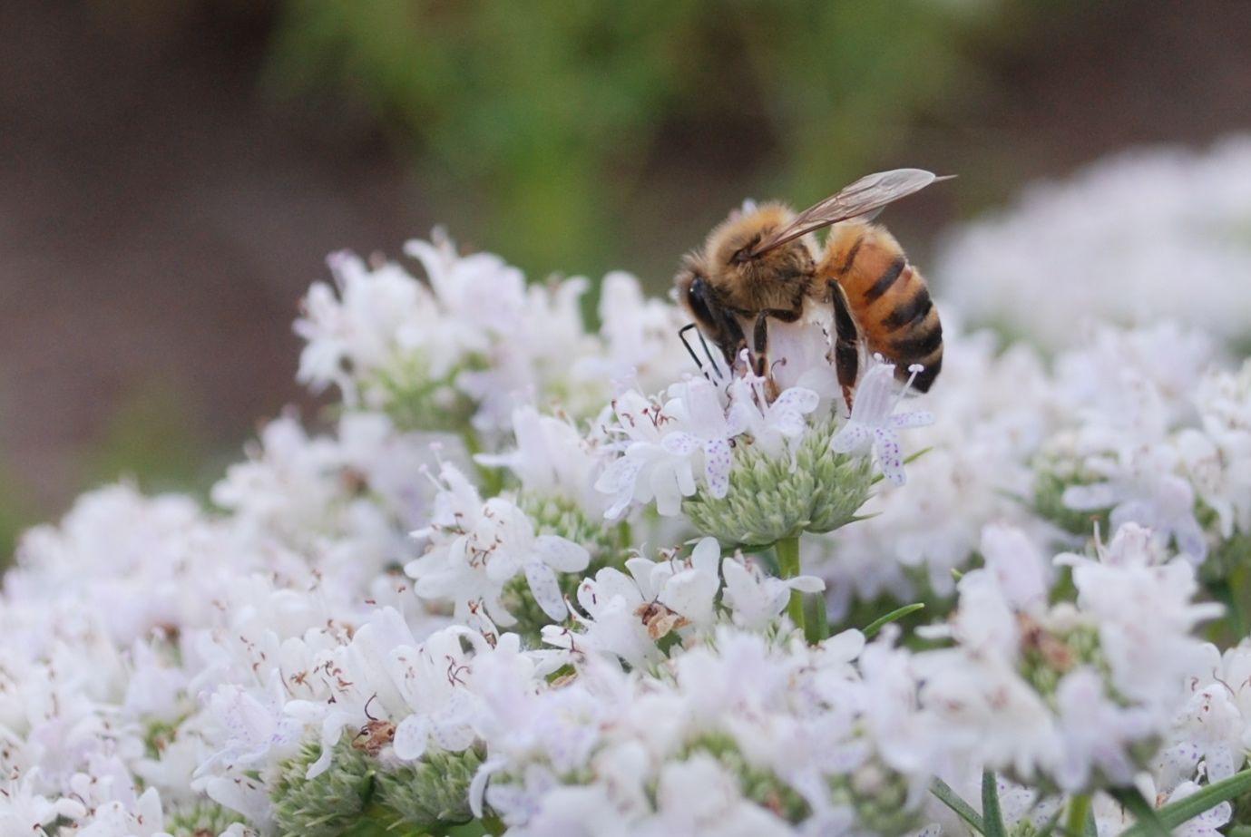 Bee pollinating white flowers.