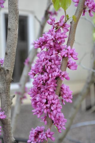 'Avondale' Chinese Redbud