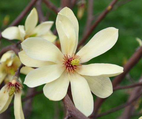 'Butterflies' Magnolia (Magnolia 'Butterflies')