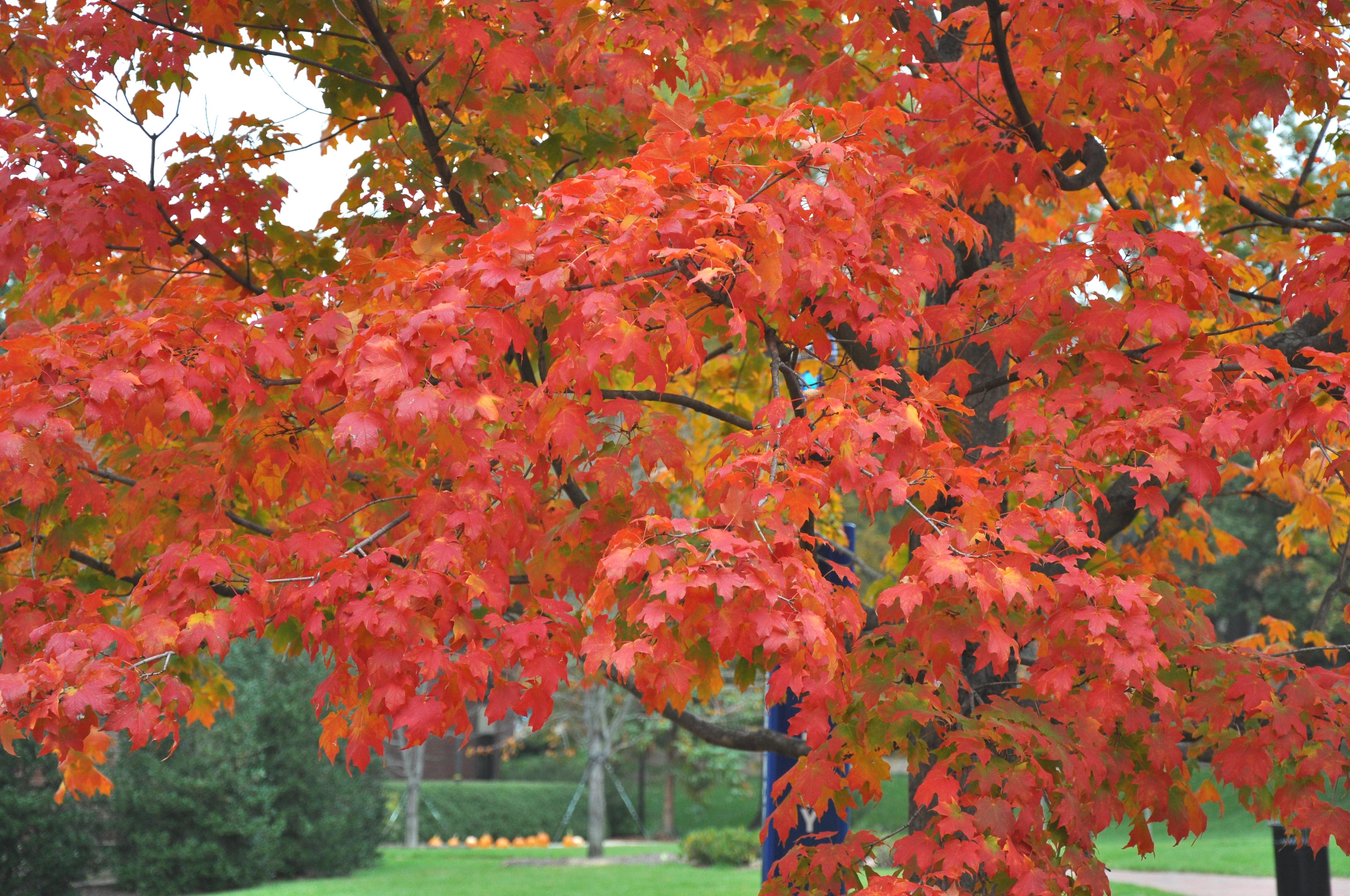 Red Maple tree leaves in Fall