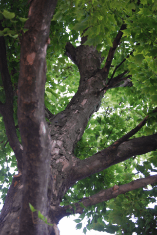 Trident Maple